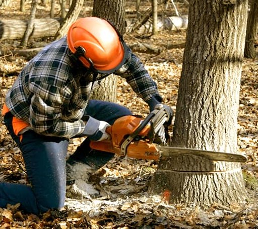 Tree Removal in Raymond, KS